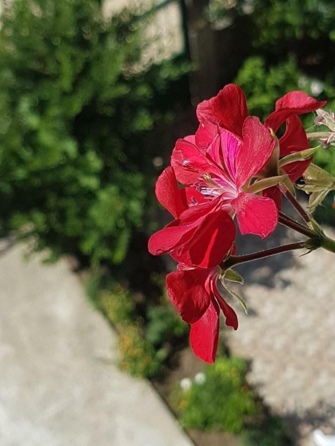 Hotel Villa Ago Përmet Екстериор снимка
